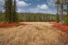 Blueberry leaves in autumn red coloration-Yellowstone National Park-Wyoming Art Print